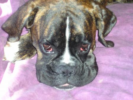 Angel (mon chien)